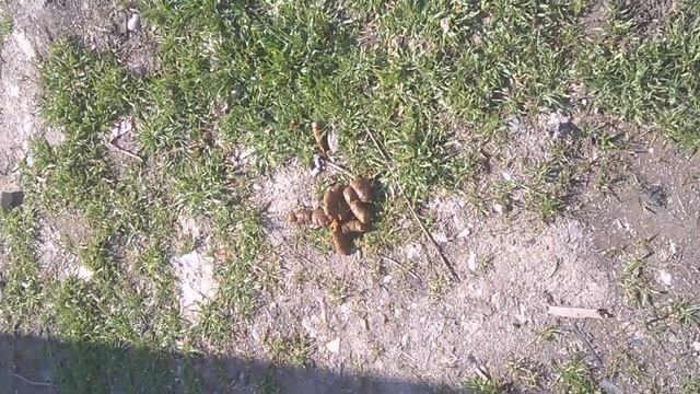 Эдик педик из киева насрал водворе. гад смотреть онлайн