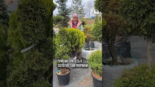 Альтернатива цветущим кустарникам смотреть онлайн