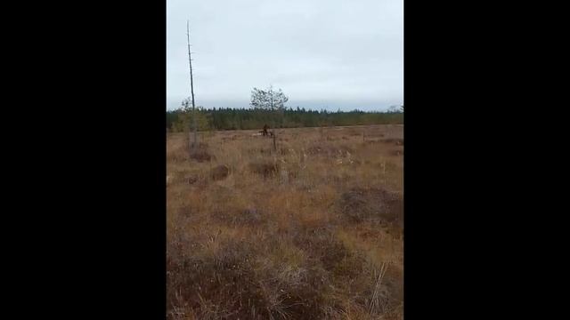 Архангельский мох, болота . Гусеницы Крутец выручают смотреть онлайн