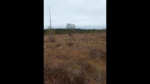 Архангельский мох, болота . Гусеницы Крутец выручают