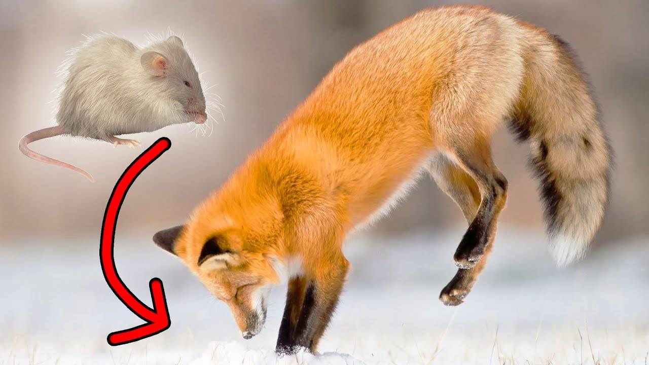 Самые интересные факты про лису. Факты про животных смотреть онлайн
