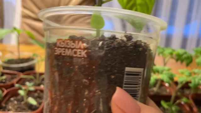 Чтобы РАССАДА была ЗДОРОВОЙ И КРЕПКОЙ начинайте кормить! смотреть онлайн