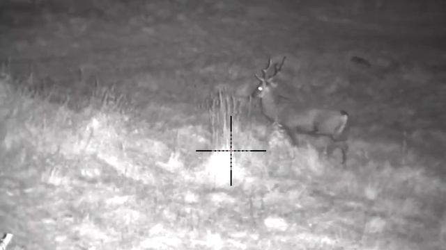 Nightvision Pulsar  N455 LRF - Jelen Sika