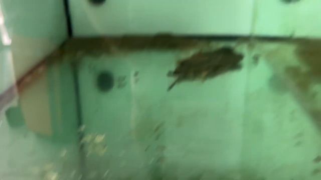 Апрельские будни ✔️отнерестились сомы L239 😀 смотреть онлайн