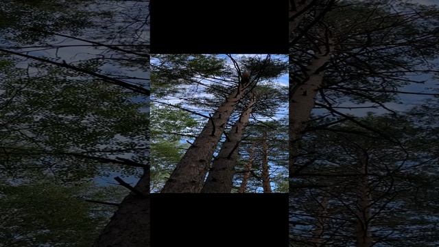 Утро в сосновом бору.