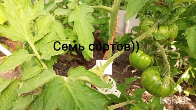 Какие сорта завязали плоды к началу июня? смотреть онлайн