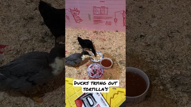 Feeding ducks some tortillas #shorts #pets #tortilla смотреть онлайн