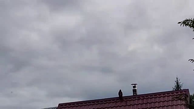 КАПУСТА В СЕНТЯБРЕ! Защита от Вредителей! Увеличиваем кочаны! смотреть онлайн