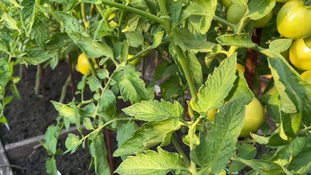 Витаминная СУПЕР ПОДКОРМКА для ТОМАТОВ! Улучшает налив плодов смотреть онлайн