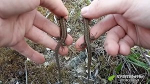 Как определить пол у живородящих ящериц (Zootoca vivipara)