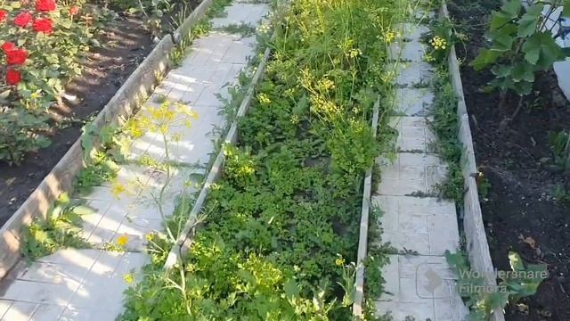 161. Томаты краснеют. Огурцы зеленеют. Мясо жарится. смотреть онлайн