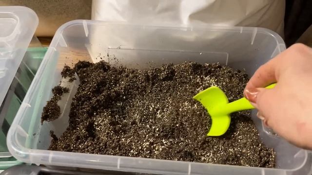 СЕМЕНА ПЕРЦА ОЧЕНЬ БЫСТРО ПРОРОСЛИ! Способ посева и не только смотреть онлайн