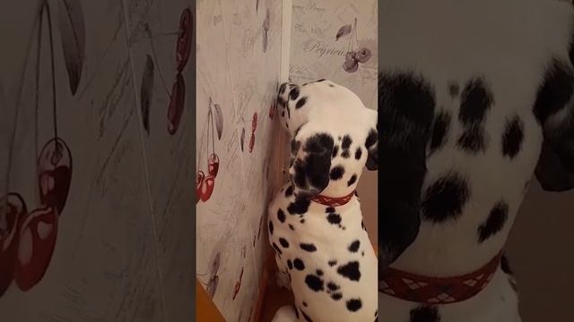 Я больше так не буду