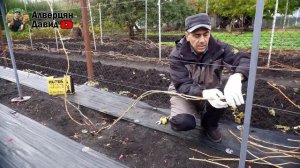 При такой обрезке кустов винограда Вы всегда будете с урожаем!