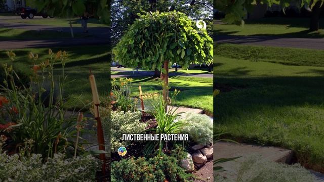 Пять Растений для Ниваки легко своими руками #сад смотреть онлайн