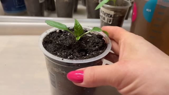 ПЕРЕЦ ПЕРЕСАЖИВАЮ только так и он отлично растет! смотреть онлайн