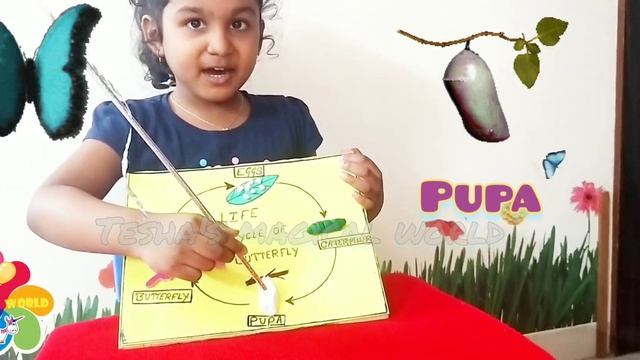Life cycle of BUTTERFLY 🦋| Learning about Butterfly with Tesha| Easy model for kindergarten kids👦👧 смотреть онлайн