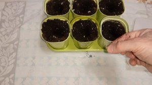 Рассада перца без пикировки.