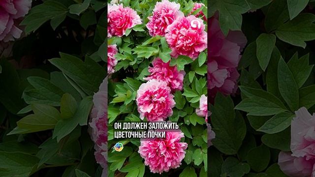 Подкормка ПИОНОВ по месяцам смотреть онлайн