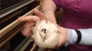 Определяем пол перепелов