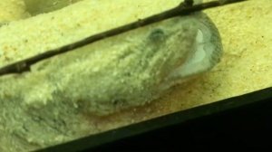 Сом Хака Кушает. Chaca Chaca catfish