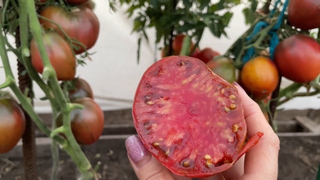 САМЫЕ ВКУСНЫЕ, шоколадные и ОЧЕНЬ УРОЖАЙНЫЕ ТОМАТЫ! смотреть онлайн