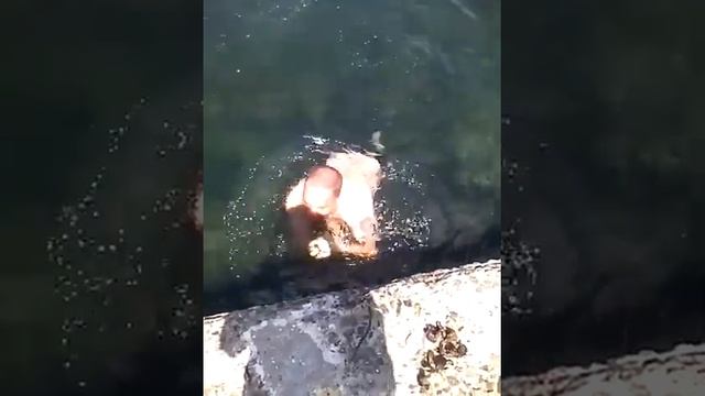 рву мидии смотреть онлайн