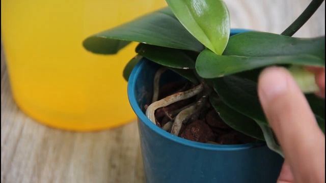 Water a single glass of water on the roots, both the roots and the flowers bloom 100% year-round смотреть онлайн