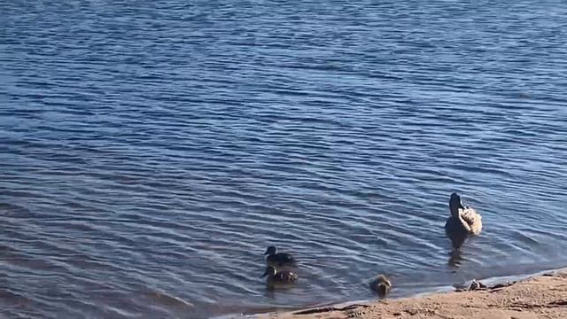 Яхт клуб Терийоки смотреть онлайн