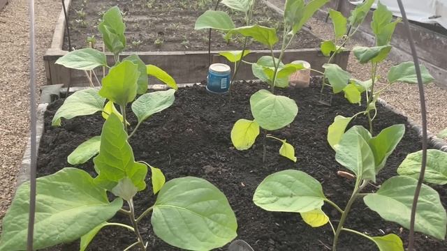 ВЫСАЖИВАЮ БАКЛАЖАНЫ и ухаживаю этим способом! смотреть онлайн