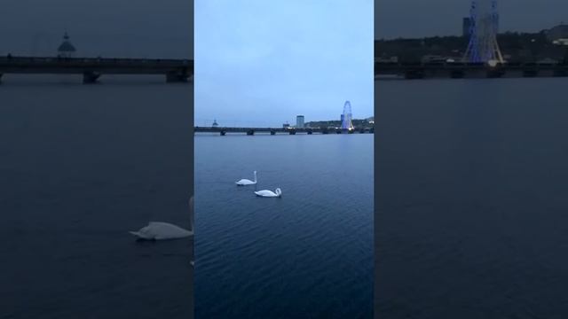 Птица дивная! Лебеди в Чебоксарах (2) смотреть онлайн