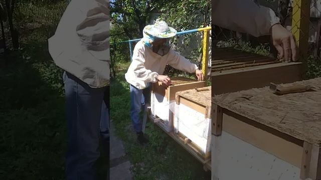 Пчёлы съели весь мёд часть 1 смотреть онлайн