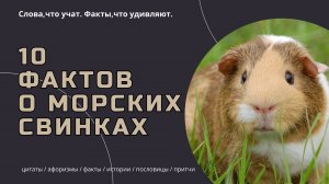 10 фактов о морских свинках / Которые вас поразят!