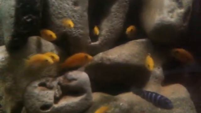 Малави смотреть онлайн