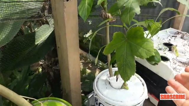 PEMBERIAN NUTRISI PAPRIKA DAN OKRA HIDROPONIK смотреть онлайн