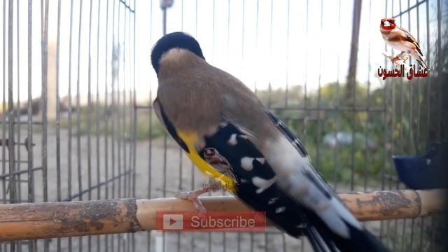 نداء التزاوج. افضل تغريد الحسون لتحفيز اي انثى смотреть онлайн