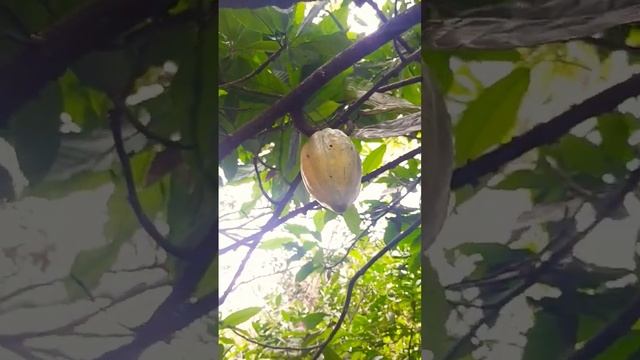 Cocoa fruit смотреть онлайн