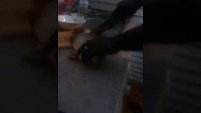 Fish just wants to live смотреть онлайн