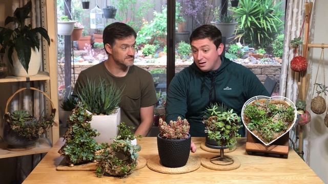 Foster & Grow - Sedum Rubrotinctum 'Aurora' (Pink Jelly Bean)