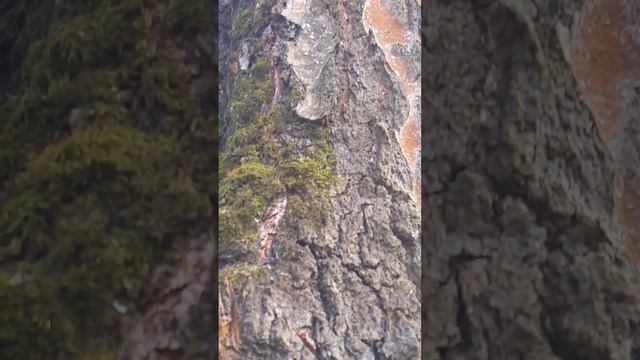 ДЕРЕВНЯ.СОК БЕРЁЗЫ.))
березовый сок смотреть онлайн