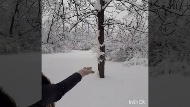 зимний дендрарий Краснодар птицы снег тишина смотреть онлайн