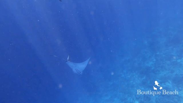 26.11.23 - Dives at Five Rocks & Maamigili Beryu near Dhigurah, South Ari Atoll - Maldives смотреть онлайн