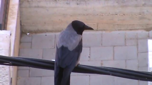 Ворона кар кар кааар (Crow) עורב אפור смотреть онлайн