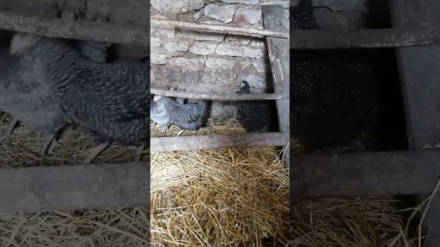 Купил 9 кур несушек смотреть онлайн