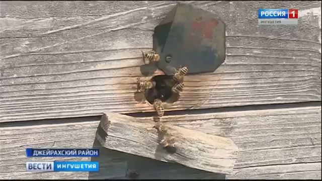Ингушский мед будет экспортироваться смотреть онлайн