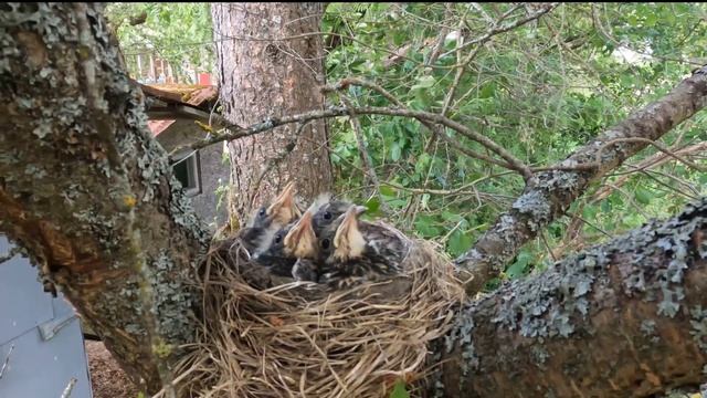 птенцы в гнезде смотреть онлайн