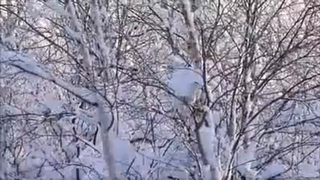 Куропатка смотреть онлайн
