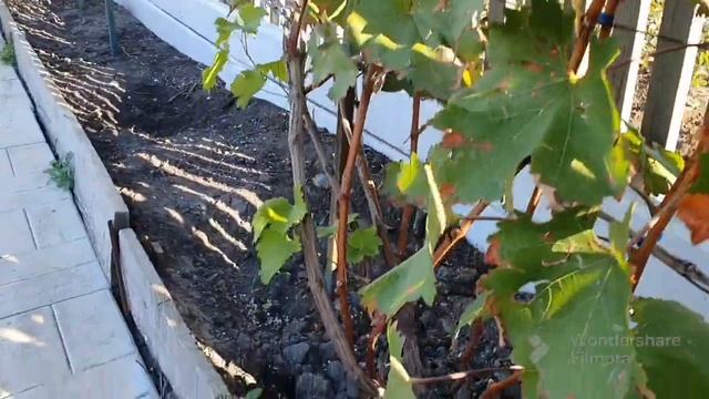 177. Корпоратив. Чеснок посадил. Рулька горячего копчения. Лоза зреет. смотреть онлайн