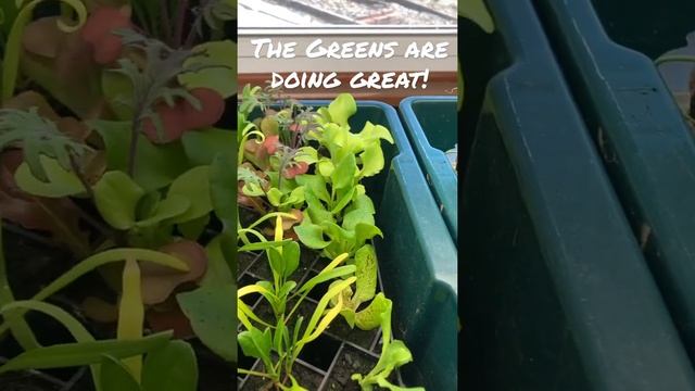 Early Greens Seedlings! #salad #greens #gardening смотреть онлайн