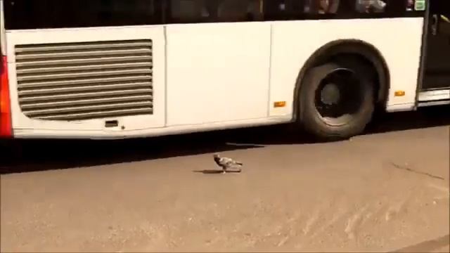 Голубь Чака Норриса смотреть онлайн